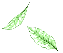 Shape Image